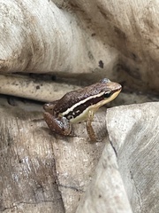 Ayampe Poison Frog photo 4