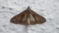 Diaphania fumosalis