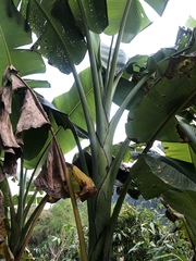 Musa balbisiana