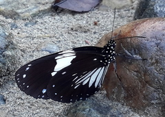 Euploea radamanthus