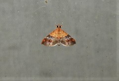 Tetracona amathealis