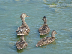 Anas platyrhynchos