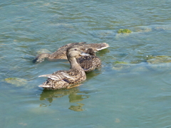 Anas platyrhynchos