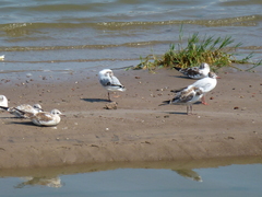 Chroicocephalus ridibundus