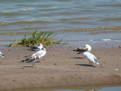 Chroicocephalus ridibundus