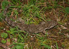 Mokopirirakau granulatus