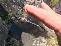 Aeshna interrupta interrupta