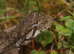 Mokopirirakau granulatus