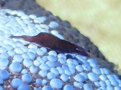 ヒトデヤドリエビ