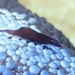 ヒトデヤドリエビ