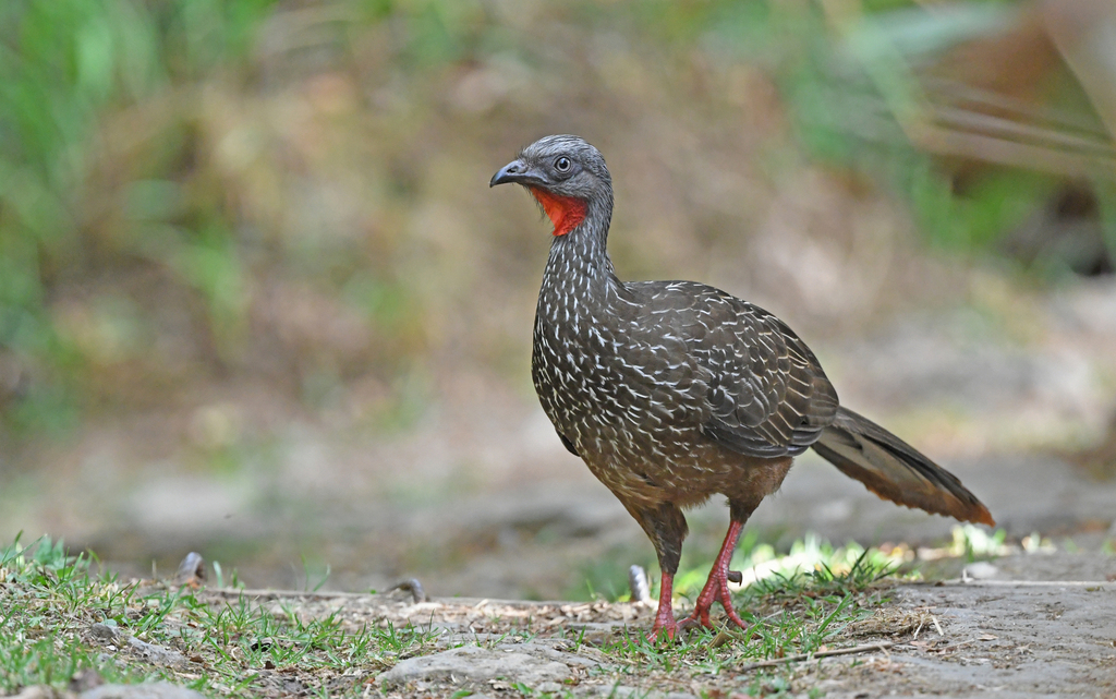 Band-tailed Guan photo