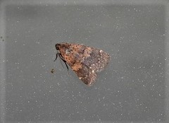 Hydrillodes lentalis