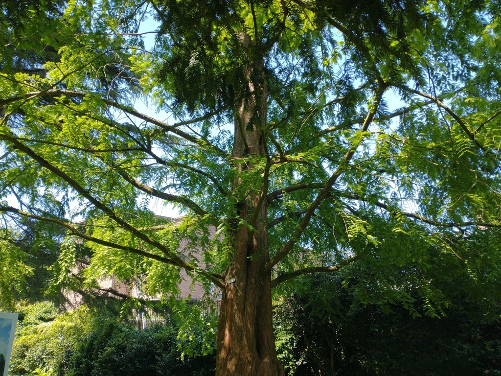 The Dawn Redwood by the Kelvin Statue