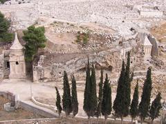 Cupressus sempervirens