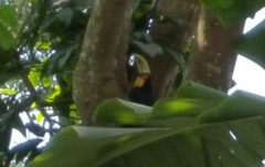 Ramphastos dicolorus