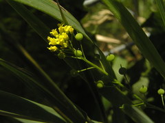 Neslia paniculata