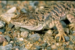 Eremias arguta arguta