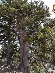 Juniperus foetidissima