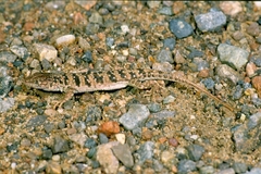 Eremias arguta arguta