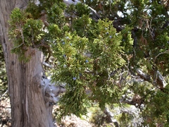 Juniperus foetidissima