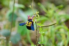 Xylocopa calens