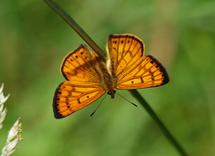 Lycaena edna