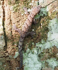 Bavayia
