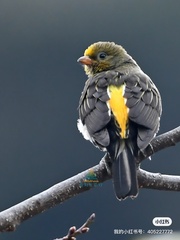 Yellow-Rumped Honeyguide photo 2