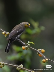 Yellow-Rumped Honeyguide photo 3