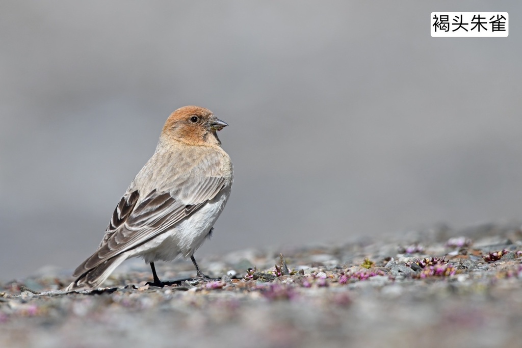 Sillem's Rosefinch