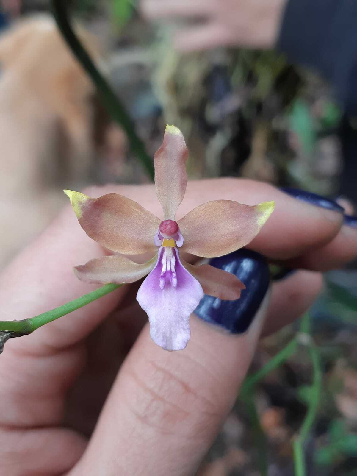 Cyrtochilum umbrosum (Rchb.f.) Dalström