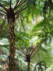 Sphaeropteris novae-caledoniae