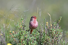Pink-Tailed Rosefinch photo 5