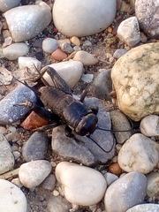 Melanogryllus desertus