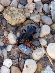 Melanogryllus desertus