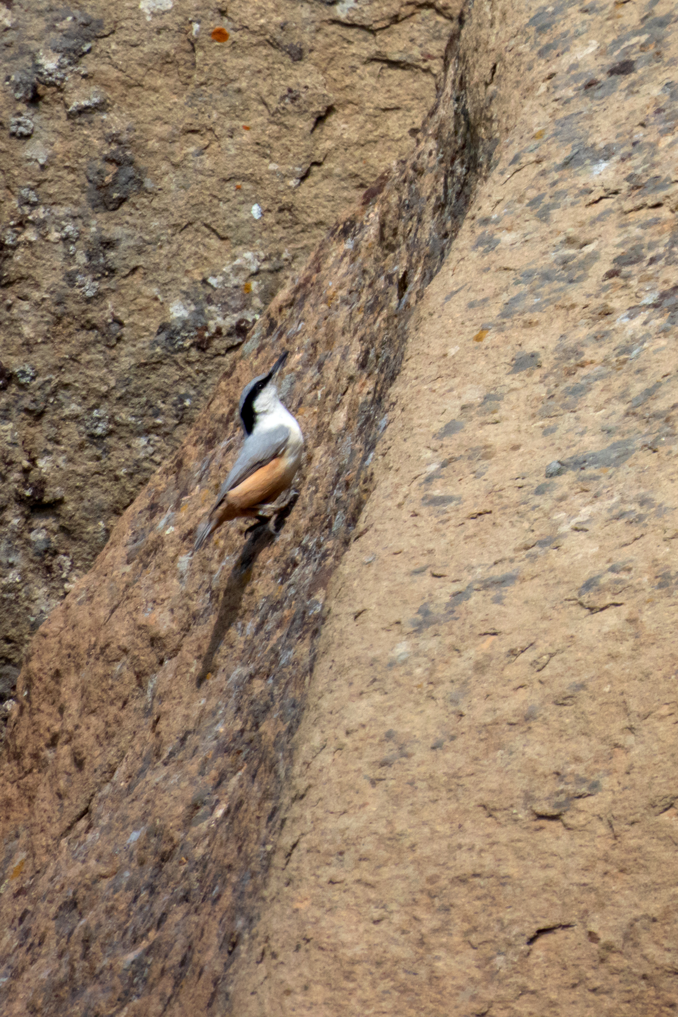 Eastern Rock Nuthatch