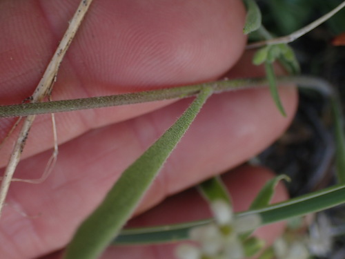 Image of Sandbergia whitedii by no rights reserved