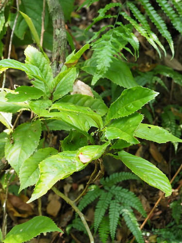 Image of Taiwan Mountain Longan (Helicia formosana) by no rights reserved