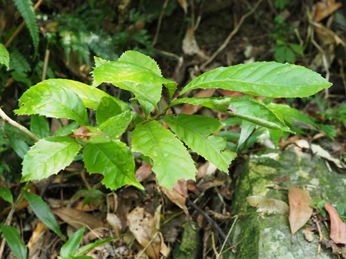 Image of Taiwan Mountain Longan (Helicia formosana) by no rights reserved