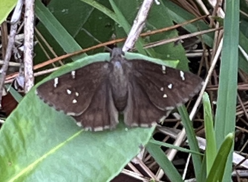 Thorybes confusis