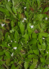 Mazus novaezeelandiae