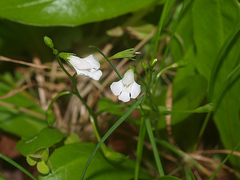 Mazus novaezeelandiae