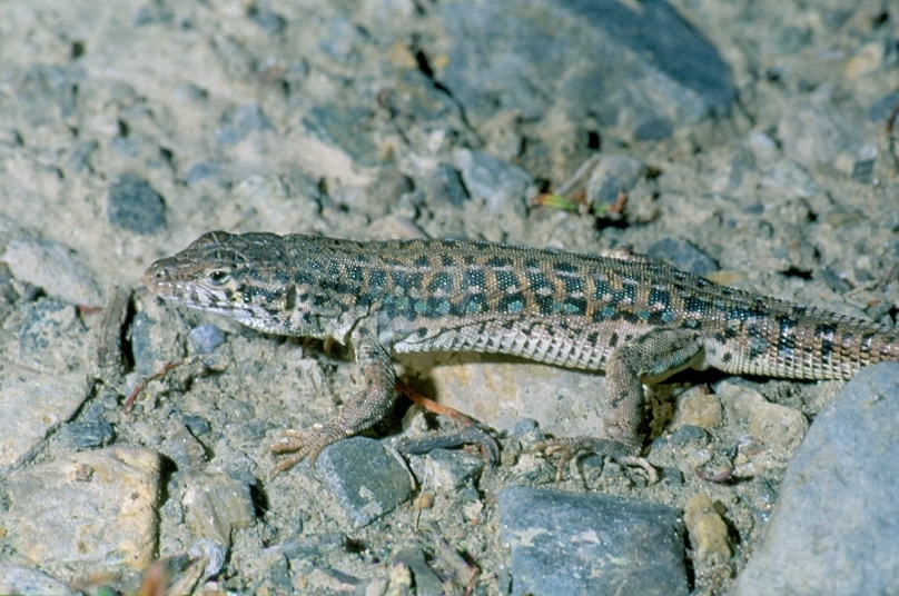 Kirghiz Racerunner