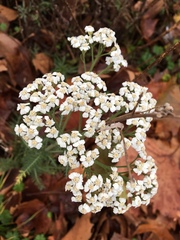 Achillea millefolium