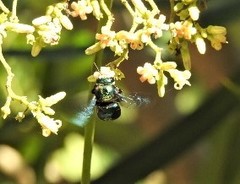 Xylocopa bombylans