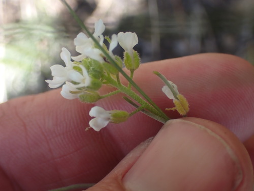 Image of Sandbergia whitedii by no rights reserved
