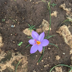 Crocus longiflorus