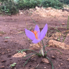 Crocus longiflorus