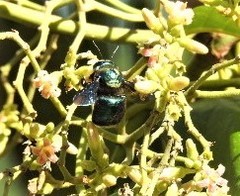Xylocopa bombylans