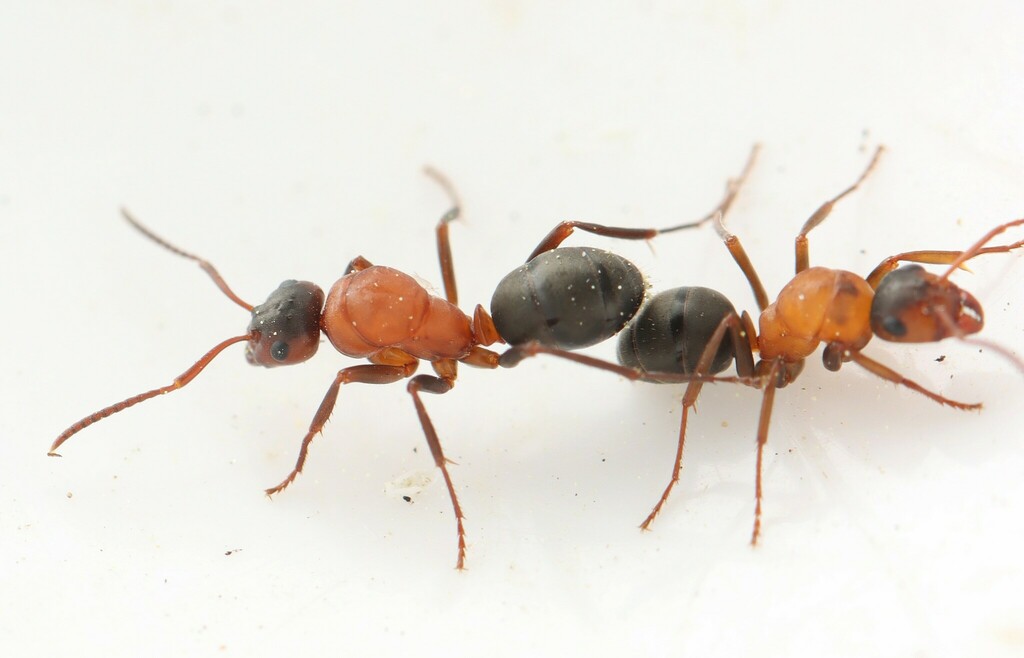 Blood-red Field Ant (Formica sanguinea) · iNaturalist